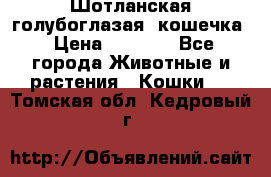 Шотланская голубоглазая  кошечка › Цена ­ 5 000 - Все города Животные и растения » Кошки   . Томская обл.,Кедровый г.